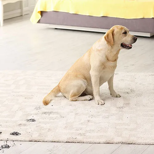 Area-rug-img-500-x-500